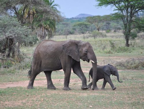 Réussir un Safari Photo en Tanzanie : Guide Complet avec l'Agence Hors Pistes