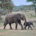 Réussir un Safari Photo en Tanzanie : Guide Complet avec l'Agence Hors Pistes