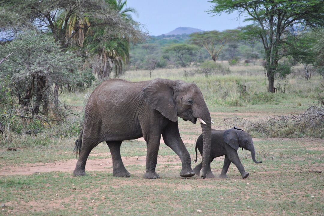 Réussir un Safari Photo en Tanzanie : Guide Complet avec l'Agence Hors Pistes