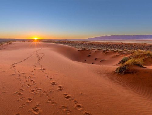 Les secrets du désert du Kalahari : un safari hors des sentiers battus