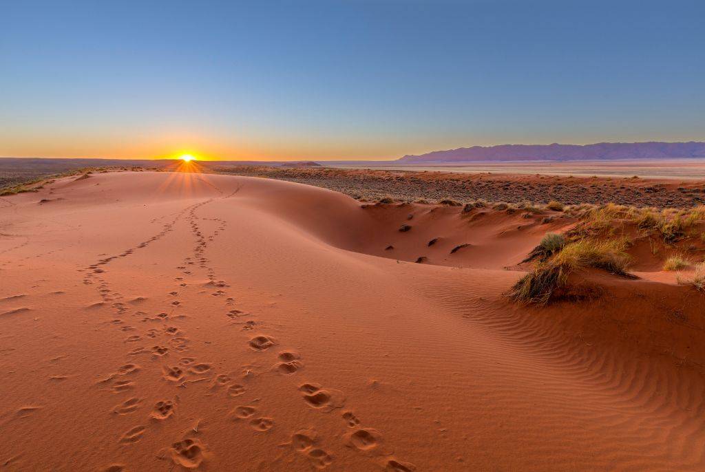 Les secrets du désert du Kalahari : un safari hors des sentiers battus